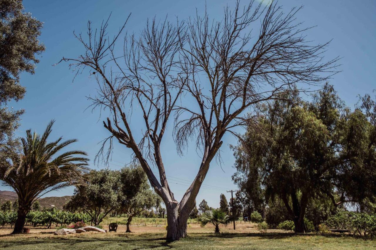 バジェ・デ・グアダルーペ Rancho Toros Pintosヴィラ エクステリア 写真